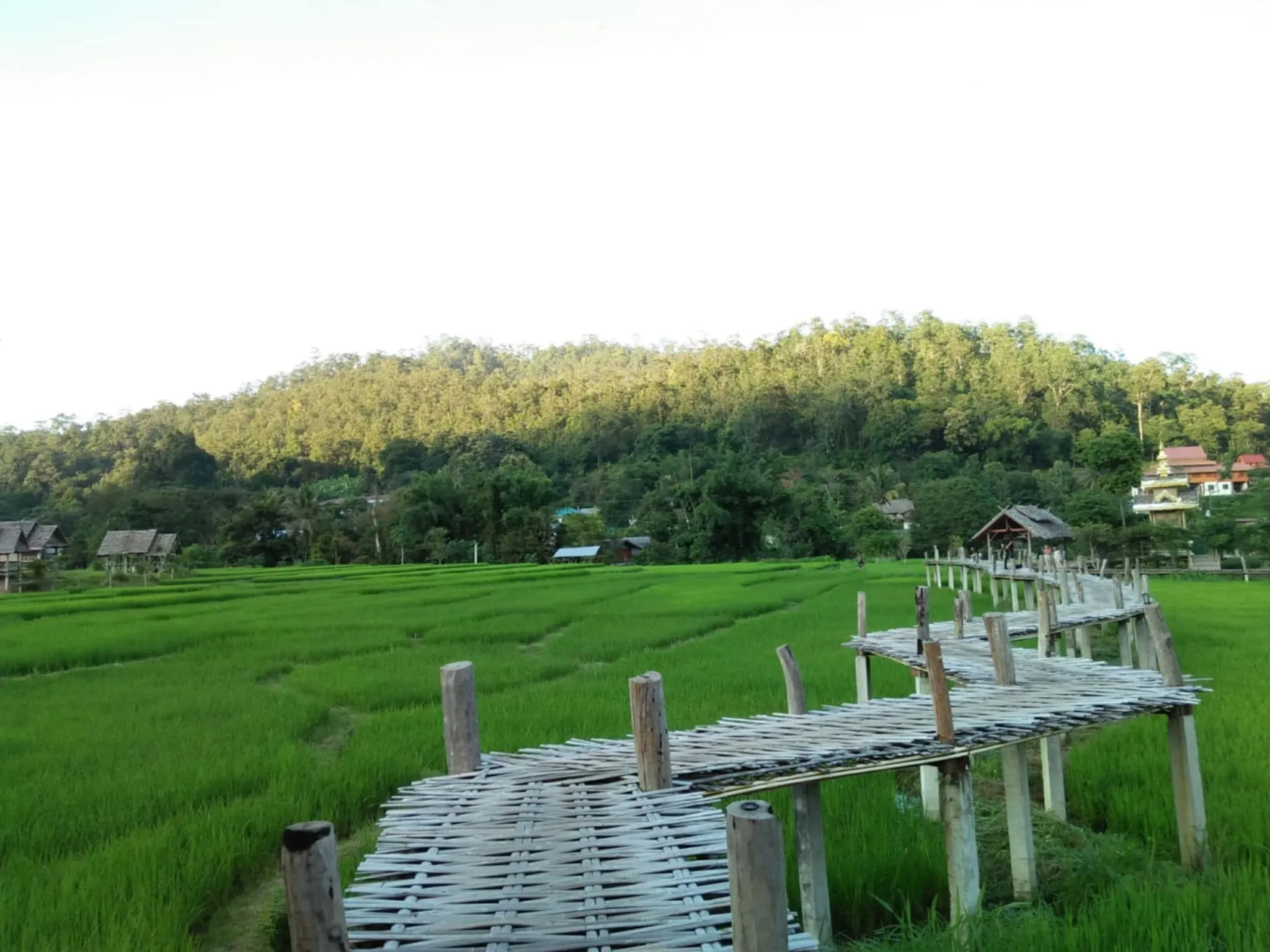 สะพานบุญโขกู้โส่ สะพานไม้ไผ่ในบ้านแพมบก